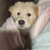 烽火戏诸