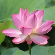 想你了