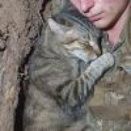 catcat_head